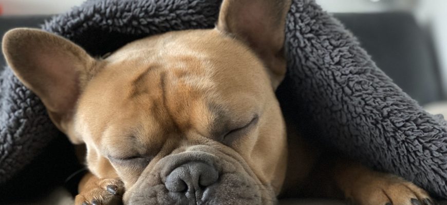 small dog asleep under grey covers