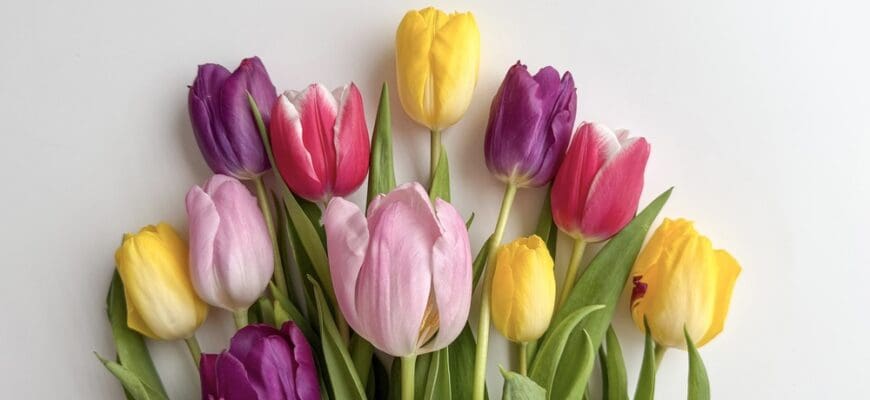 Fresh,Spring,Tulips,Bouquet,Isolated,On,White,Background